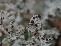 Stereocaulon tomentosum 7, Behaard korrelloof, Saxifraga-Willem van Kruijsbergen