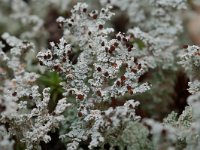 Stereocaulon tomentosum 9, Behaard korrelloof, Saxifraga-Willem van Kruijsbergen