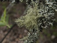 Usnea cornuta 2, Ingesnoerd baardmos, Saxifraga-Jan van der Straaten