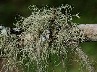 Usnea filipendula 2, Saxifraga-Willem van Kruijsbergen