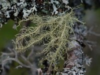 Usnea filipendula 4. Saxifraga-Willem van Kruijsbergen