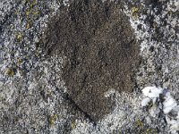 Gewone stippelkorst  Close up of the crust shaped lichen Verrucaria nigrescens on basalt, Streefkerk, South-Holland, Netherlands : basalt stone, color, colour, crust, Dutch, Holland, horizontal, lichen, Netherlands, Verrucaria nigrescens