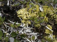 Vulpicida tubulosus 4, Saxifraga-Willem van Kruijsbergen