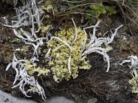 Vulpicida tubulosus 5, Saxifraga-Willem van Kruijsbergen