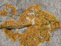 Xanthoria aureola 2, Saxifraga-Willem van Kruijsbergen