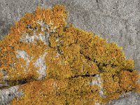 Xanthoria aureola 3, Saxifraga-Willem van Kruijsbergen