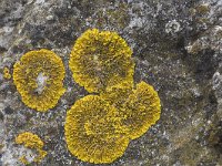 Oranje dooiermos  Close up of the lichen Xanthoria calcicola on basalt, Streefkerk, South-Holland, Netherlands : Dutch, Holland, Netherlands, Xanthoria calcicola, apothecium, basalt stone, color, colorful, colour, colourful, horizontal, lichen, thallus, yellow orange