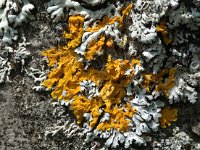 Xanthoria parietina 11, Groot dooiermos, Saxifraga-Jan van der Straaten