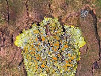 Xanthoria parientina 21 : Xanthoria parietina, Groot dooiermos