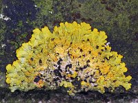 Xanthoria parientina 25 : Xanthoria parietina, Groot dooiermos