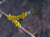 Xanthoria parietina 16, Groot dooiermos, Saxifraga-Ab H Baas