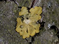 Xanthoria parietina #04291 : Xanthoria parietina, Groot dooiermos