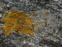 Xanthoria parietina 19, Groot dooiermos, Saxifraga-Jan van der Straaten