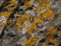 Xanthoria parietina 20, Groot dooiermos, Saxifraga-Jan van der Straaten