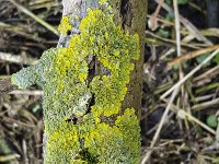 Maritime Sunburst Lichen (Xanthoria parietina) on dead branch  Maritime Sunburst Lichen (Xanthoria parietina) on dead branch) : apothecium, branch, Coastal lichen, flora, floral, green, Holland, lichen, macro, Maritime Sunburst Lichen, natural, nature, Netherlands, thallus, Xanthoria parietina, yellow