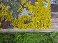 Xanthoria parietina 22, Groot dooiermos, Saxifraga-Roel Meijer