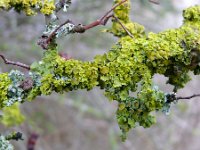 Xanthoria parietina 26, Groot dooiermos, Saxifraga-Tom Heijnen