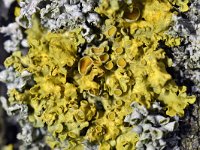 Xanthoria parietina 27, Groot dooiermos, Saxifraga-Tom Heijnen