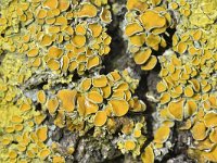 Xanthoria parietina 28, Groot dooiermos, Saxifraga-Tom Heijnen