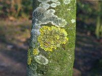 Xanthoria parientina : Xanthoria parietina, Groot dooiermos