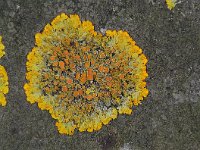 Xanthoria parientina 15 : Xanthoria parietina, Groot dooiermos