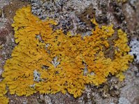 Xanthoria parietina 7, Groot dooiermos, Saxifraga-Willem van Kruijsbergen