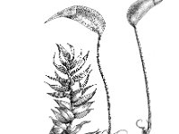 Brachythecium rutabulum, Rough-stalked  Feather-moss