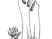 Bryum capillare,  Bryum Moss