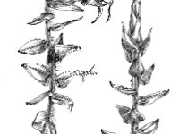 Calliergon cordifolium, Calliergon Moss