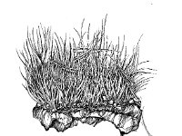 Campylopus pyriformis, Swanneck Moss