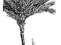 Climacium dendroides, Tree Climacium Moss