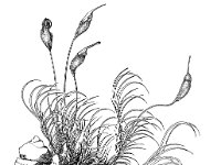 Dicranella heteromalla, Silky Forklet Moss
