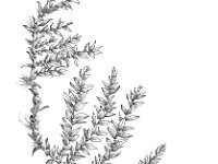 Eurhynchium hians, Eurhynchium Moss