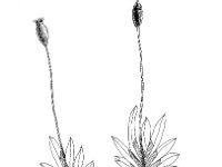 Fissidens bryoides, Fissidens Moss