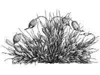 Grimmia pulvinata, Pulvinate Dry Rock Moss