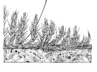 Homalothecium sericeum, Silken Homalothecium Moss