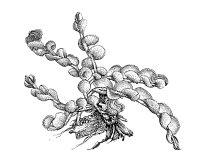 Jungermannia gracillima, Crenulated Flapwort
