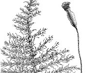 Kindbergia praelonga, Slender Beaked Moss