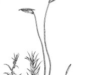 Leptodictyum riparium, Streamside Leptodictyum Moss