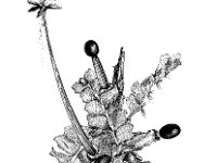 Lophocolea heterophylla 2, Gedrongen kantmos, Saxifraga-Jan van de Wiel