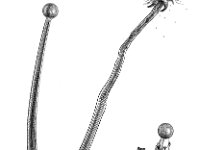 Pellia epiphylla,  Overleaf Pellia