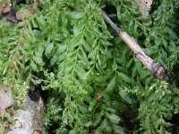Plagiomnium undulatum, Hart s-tongue Thyme-moss