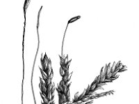 Plagiothecium curvifolium, Curved Silk-moss