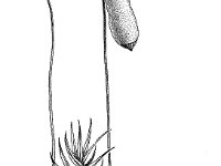 Pohlia nutans, Thread-moss