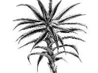 Polytrichum longisetum, Slender-polytrichum Moss