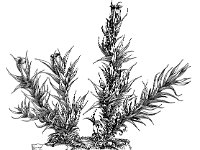 Schistidium crassipilum, Thickpoint Grimmia
