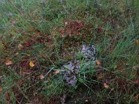 Sphagnum magellanicum 56, Hoogveenveenmos, Saxifraga-Hans Boll