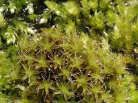 Syntrichia ruralis, Great Hairy Screw-moss