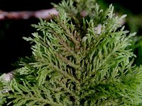 Thuidium tamariscinum, Tamarisk Thuidium Moss