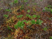 Aulacomnium palustre 6, Roodviltmos, Saxifraga-Hans Boll